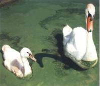 Algal bloom on Spring Lake